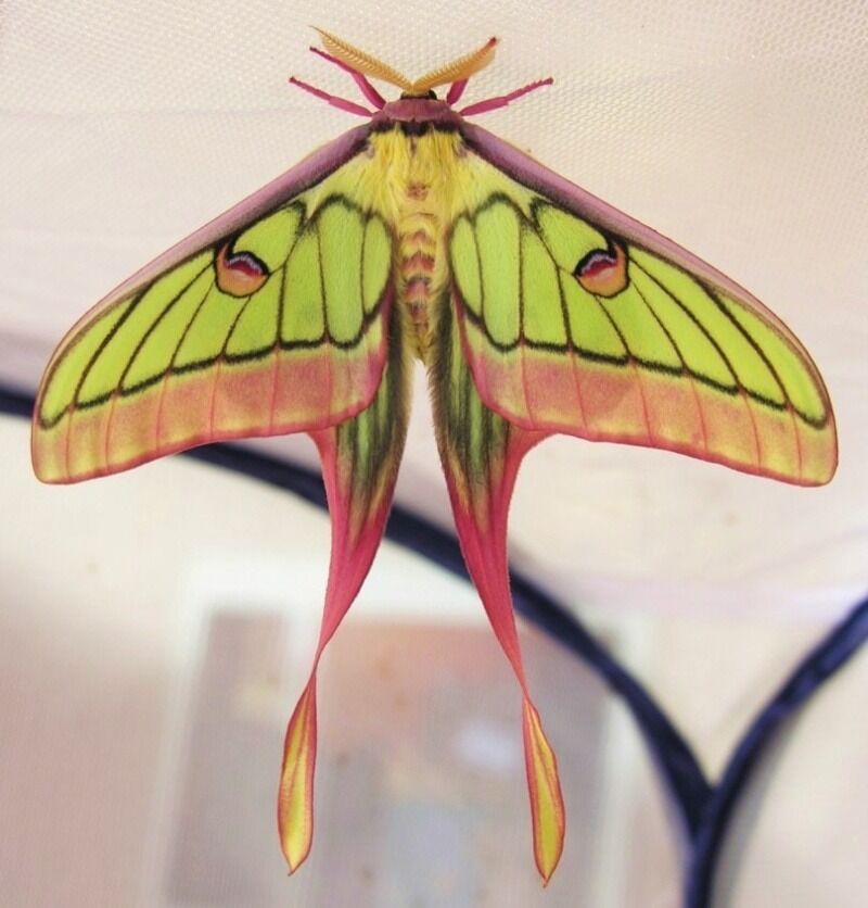 Very Rare Hybrid Moon Moth In Box Frame (Actias dubernardi x Graellsia  Isabellae)