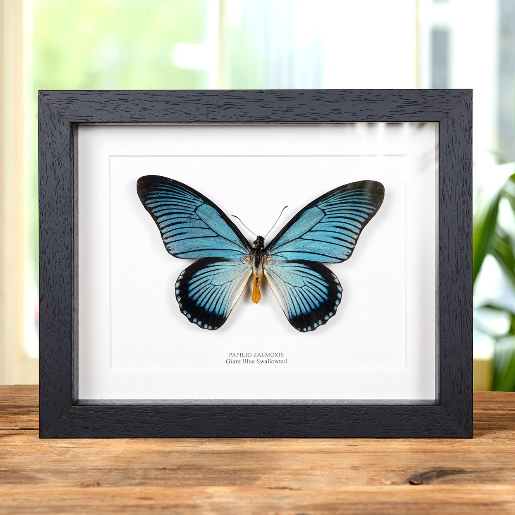 Blue butterfly★タロット Giant Blue Swallowtail Butterfly In Box Frame (Papilio zalmoxis)