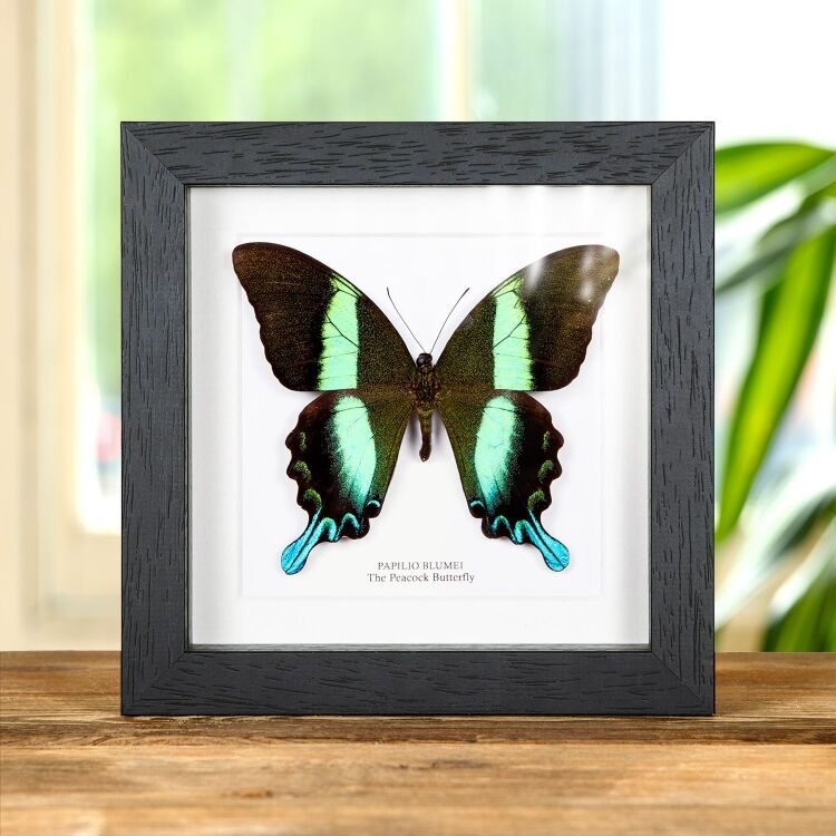 Butterfly picture frame discount