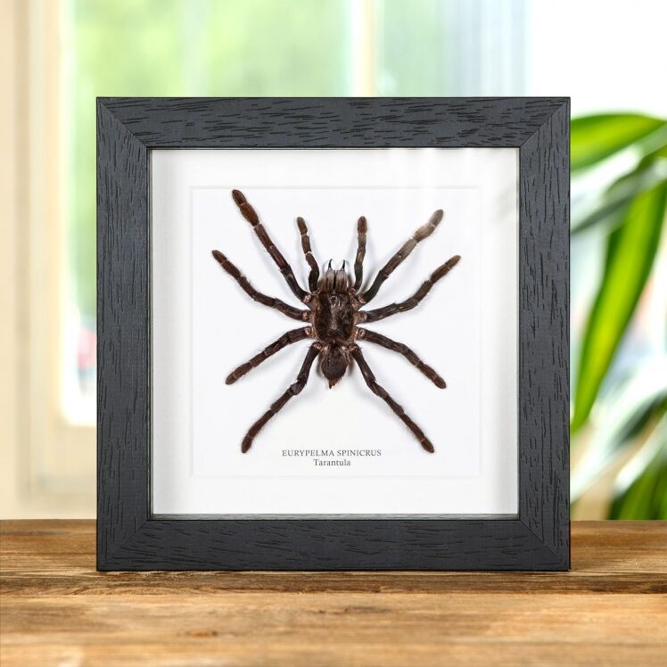 買い保障できる Door Trap Glass Hour Spider ricketti) (Cyclocosmia Frame Box In メンズウェア