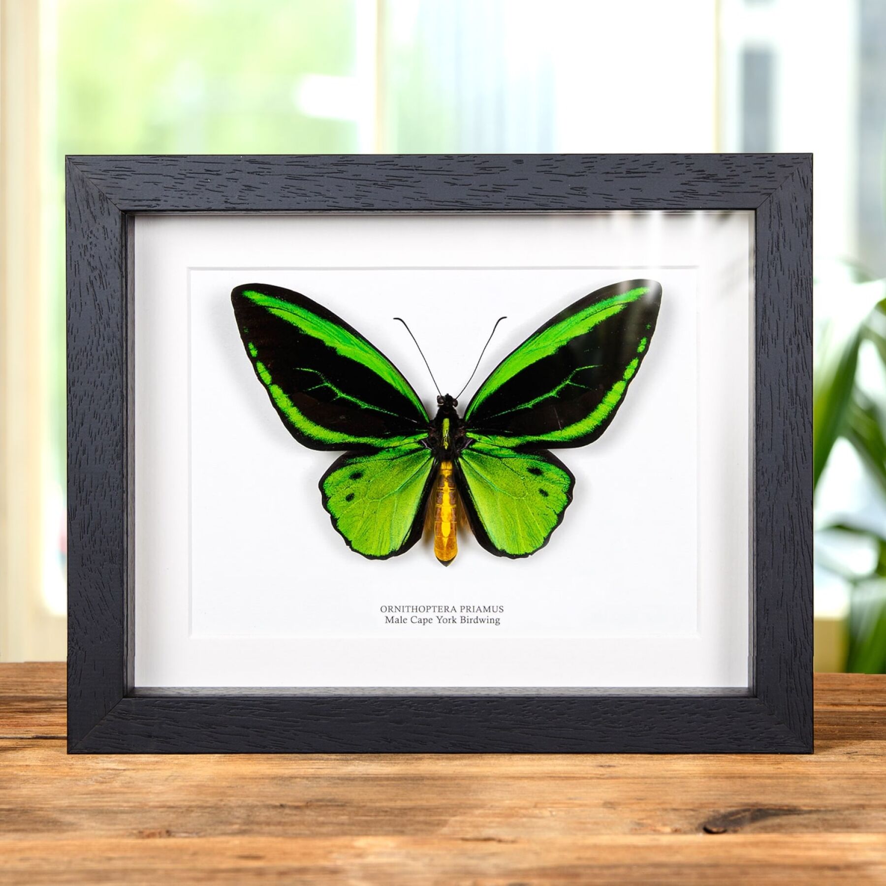 Ornithoptera Croesus Priamus Real Golden Emerald Birdwing