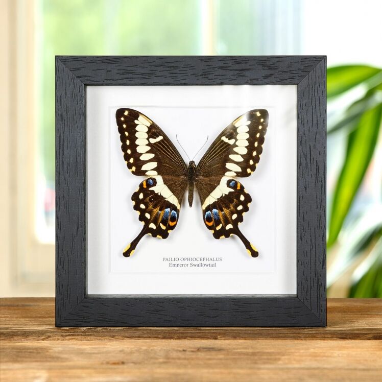 Priam's Blue Birdwing, Ornithoptera Priamus Urvillianus