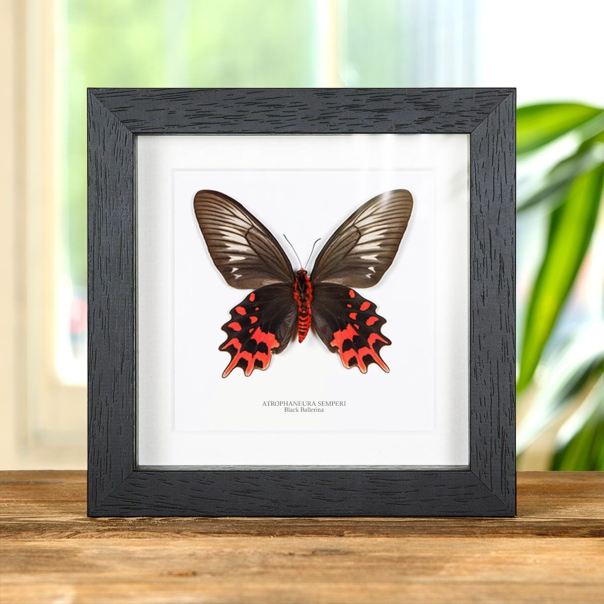 Butterfly ballerine top