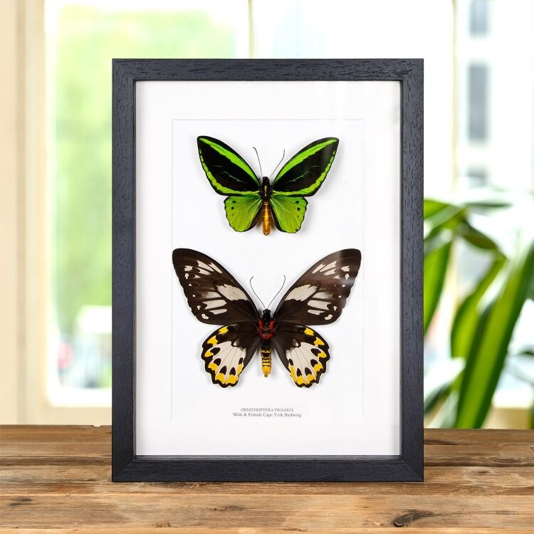 Priam's Blue Birdwing, Ornithoptera Priamus Urvillianus