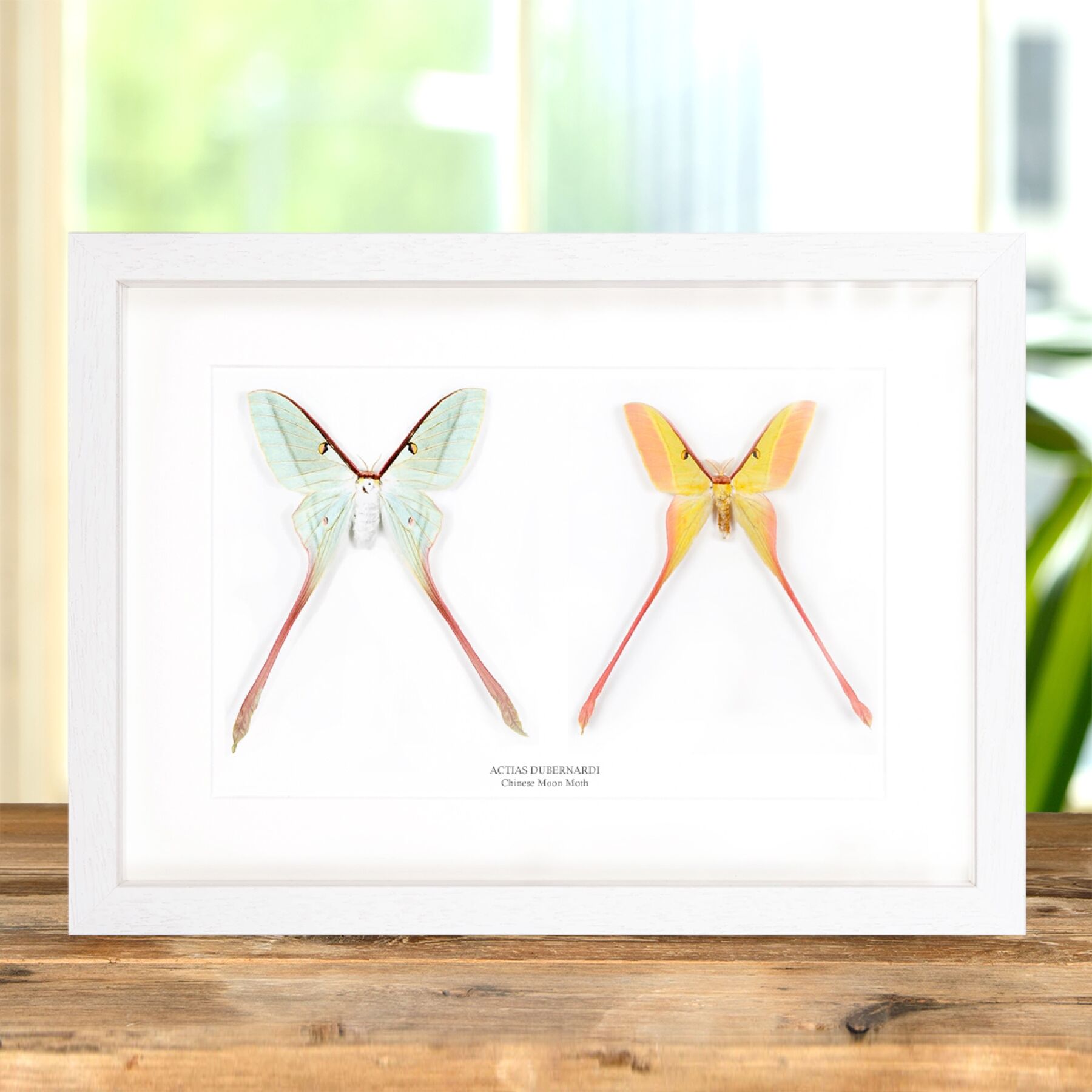 Chinese Moon Moth Male & Female Pair In Box Frame (Actias