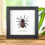 Hour Glass Trap Door Spider In Box Frame (Cyclocosmia ricketti)