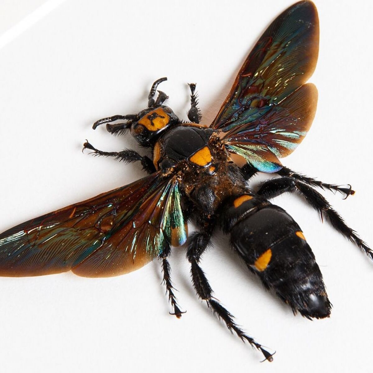 Megascolia The World's Largest Wasps In Box Frame