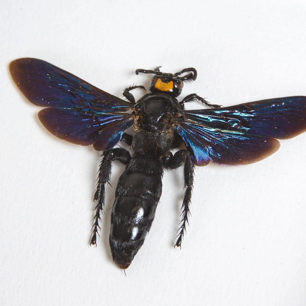 Megascolia The World's Largest Wasps In Box Frame