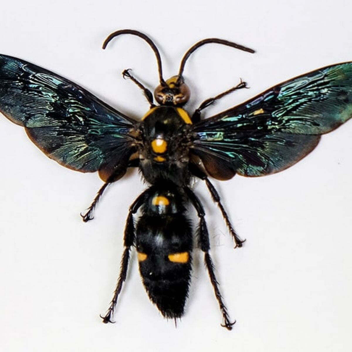 Megascolia The World's Largest Wasps In Box Frame