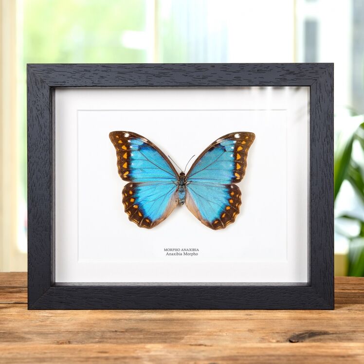 The Blue Peacock Butterfly In Box Frame (Papilio arcturus)