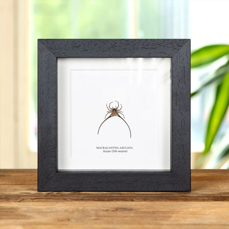 Hour Glass Trap Door Spider In Box Frame (Cyclocosmia ricketti)