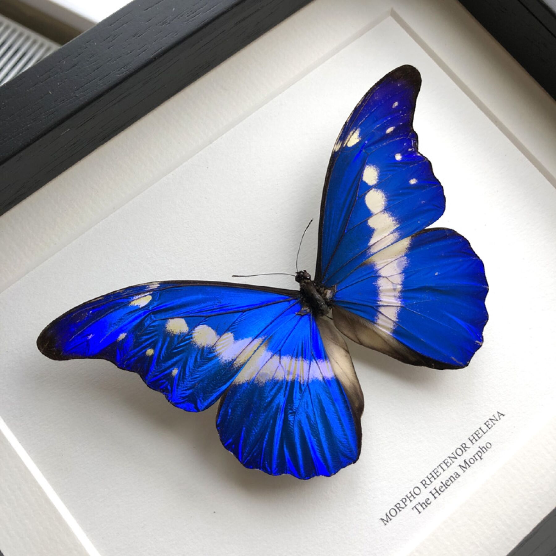 Helena Morpho Butterfly In Box Frame (Morpho rhetenor helena)