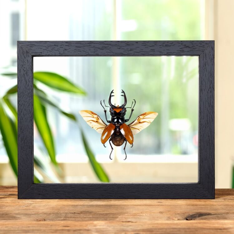 Stag Beetle With Wings Spread In Box Frame (Odontolabis