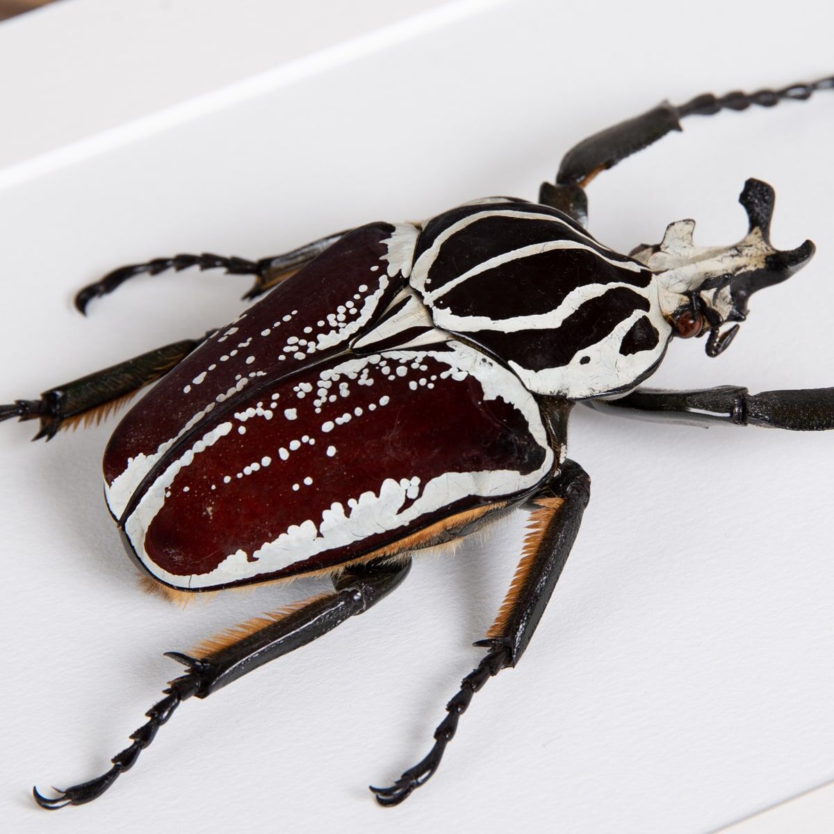 Goliathus goliatus apicalis 75mm CONGO 標本